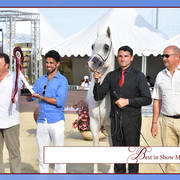The 2019 Mediterranean & Arab Countries Arabian Horse Championship: MENTON!    