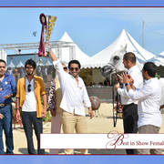 The 2019 Mediterranean & Arab Countries Arabian Horse Championship: MENTON!    