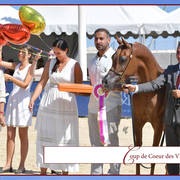 The 2019 Mediterranean & Arab Countries Arabian Horse Championship: MENTON!    