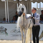 Stallions 7 Years and Above: Adham Saqr 