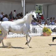 Stallions 7 Years and Above: Adham Saqr 