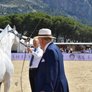 Stallions 4-6 Years Old: Atius O 