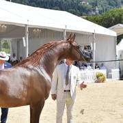 Stallions 4-6 Years Old: Vesuvius DPA 