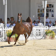 Stallions 4-6 Years Old: Vesuvius DPA 