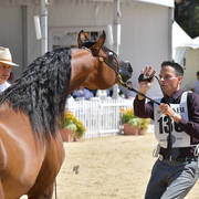 Stallions 4-6 Years Old: Qais Al Usool 