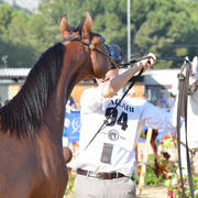 Yearling Colt: D Shakhat 