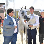 Mares 7 Years and Above: Pepita 