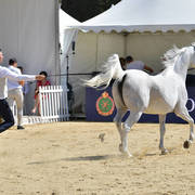 Mares 7 Years and Above: Pepita 