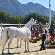 Mares 7 Years and Above: Al Inaya 