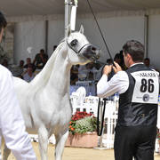 Mares 7 Years and Above: Questurat Al Fawaz 