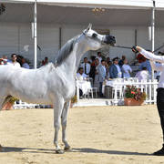 Mares 7 Years and Above: Piacenza 