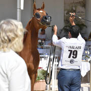 Mares 7 Years and Above: Tahani Al Khaled 