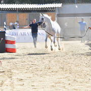 Mares 7 Years and Above: My Whos That Girl 