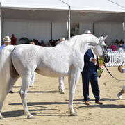 Mares 4-6 Years Old: Thamamah Al Shaqab 