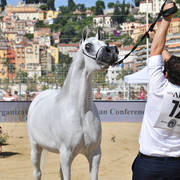 Mares 4-6 Years Old: Nawaal Al Rayyan 