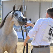 Fillies 3 Years Old: Exxaltress 