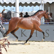 Fillies 3 Years Old: D Seeneyyah 