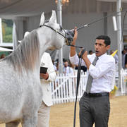 Fillies 2 Years Old: Victoria Al Khaled 