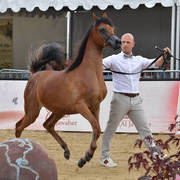 Yearling Filly: Vilma BV 