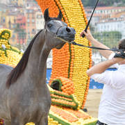 Yearling Filly: Siwar Al Shaqab 