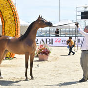 Yearling Filly: FAM Donatella