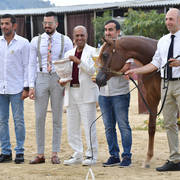 Yearling Filly: Huraymila Al Shaqab 