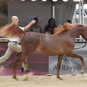 Yearling Filly: Huraymila Al Shaqab 