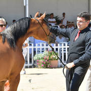 Yearling Fillly: HDM Bella Ciao 