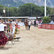 Yearling Filly: Wedad Al Walid 