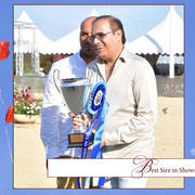 The 2019 Mediterranean & Arab Countries Arabian Horse Championship: MENTON!    