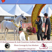 The 2019 Mediterranean & Arab Countries Arabian Horse Championship: MENTON!    