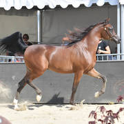 Yearling Colt Silver Champion: Zuhayr Al Shaqab (SMA Magic One X Kahlah Al Shaqab)