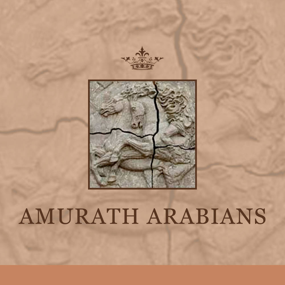 Amurath Arabians