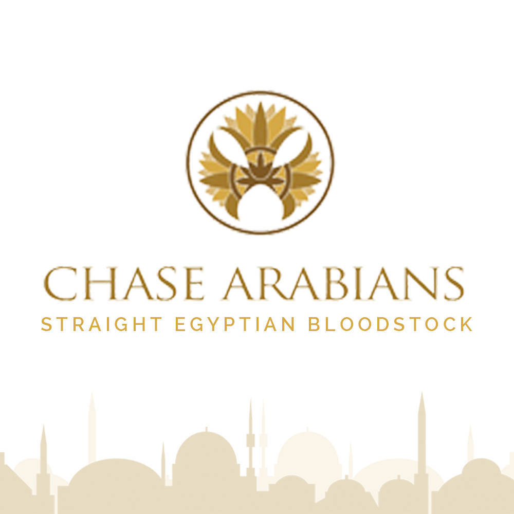 Chase Arabians