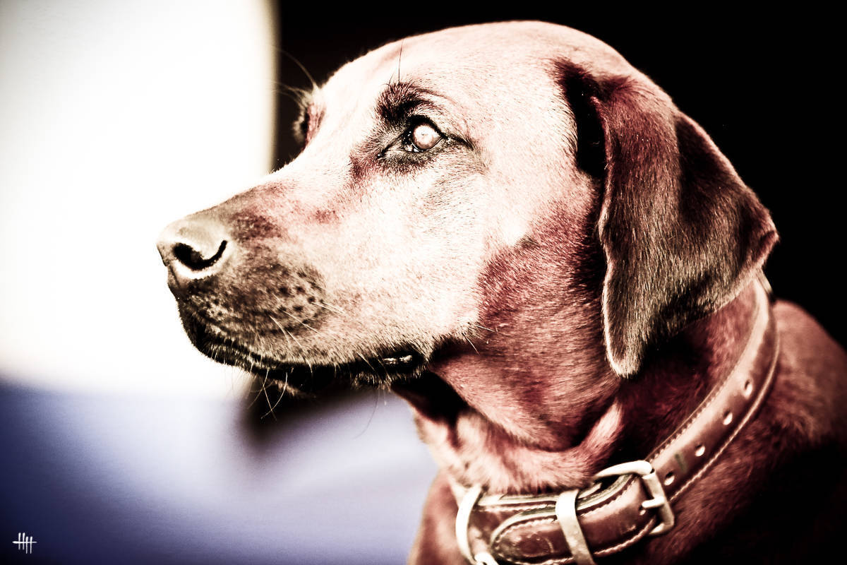 AHO World Cup - Chantilly 2019