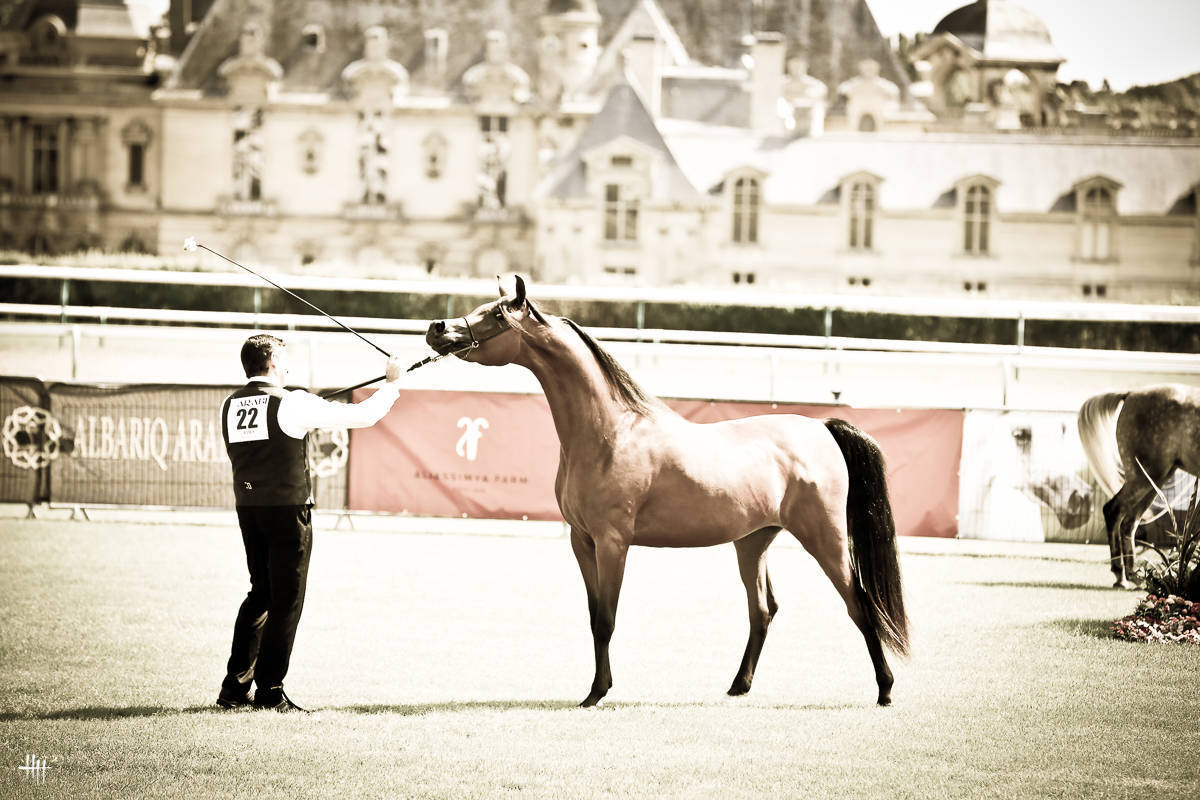 AHO World Cup - Chantilly 2019