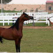 Dubai Day 6 - Mary Lang and Marajj 