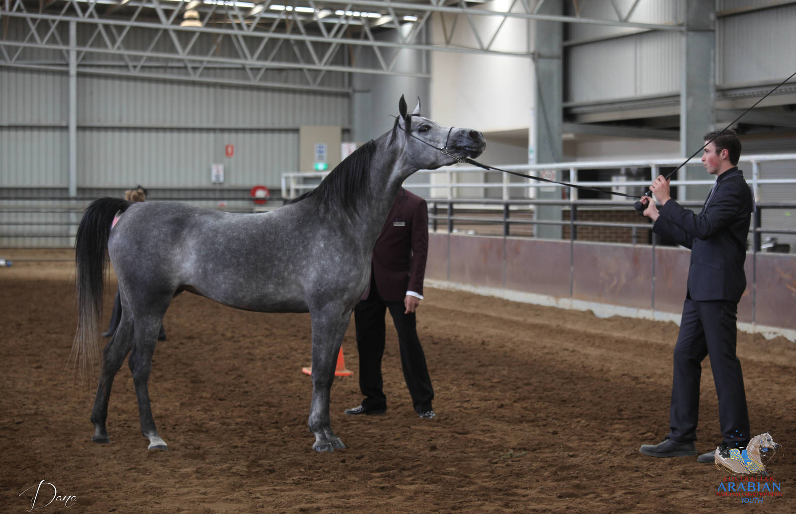 2017 AAYNC Australian Arabian Youth National Championships