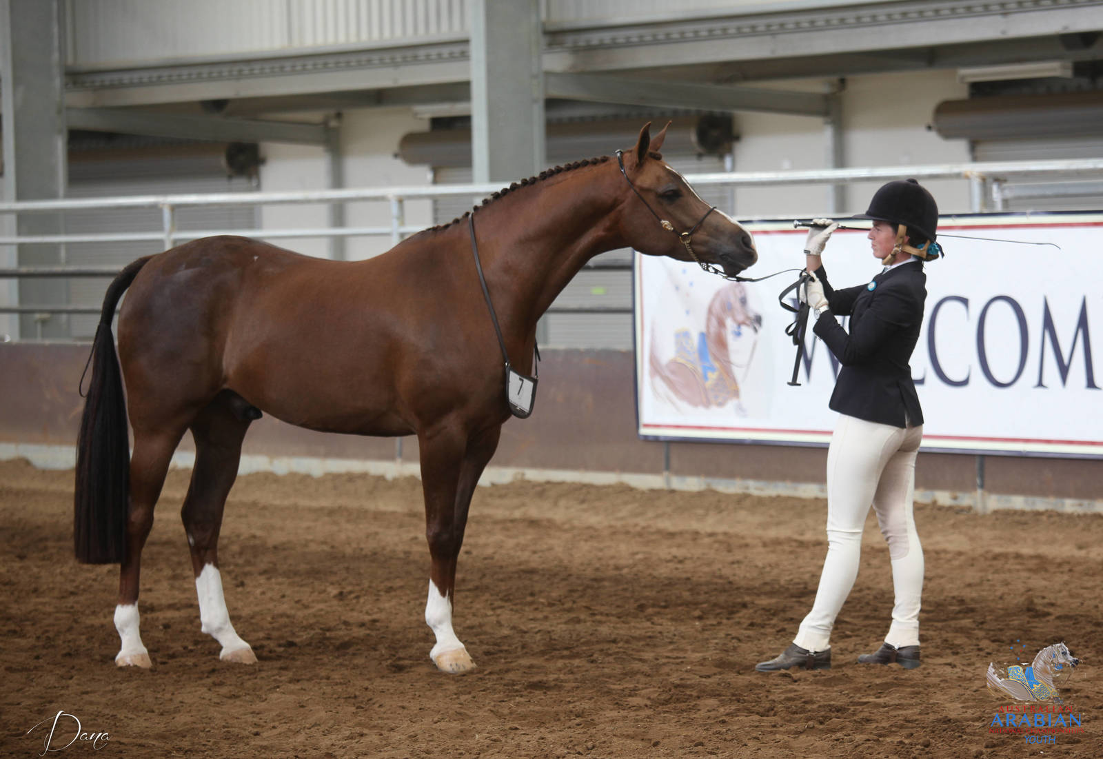 2017 AAYNC Australian Arabian Youth National Championships