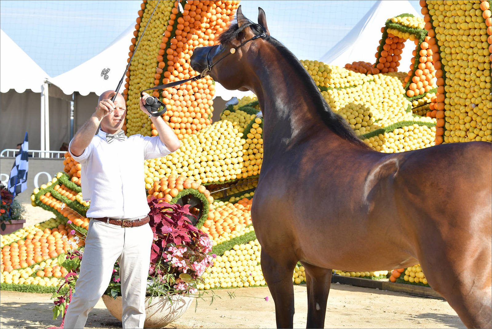 The 2019 Mediterranean & Arab Countries Arabian Horse Championship: MENTON!    