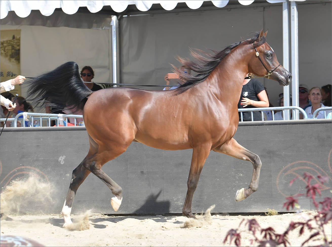 The 2019 Mediterranean & Arab Countries Arabian Horse Championship: MENTON!    