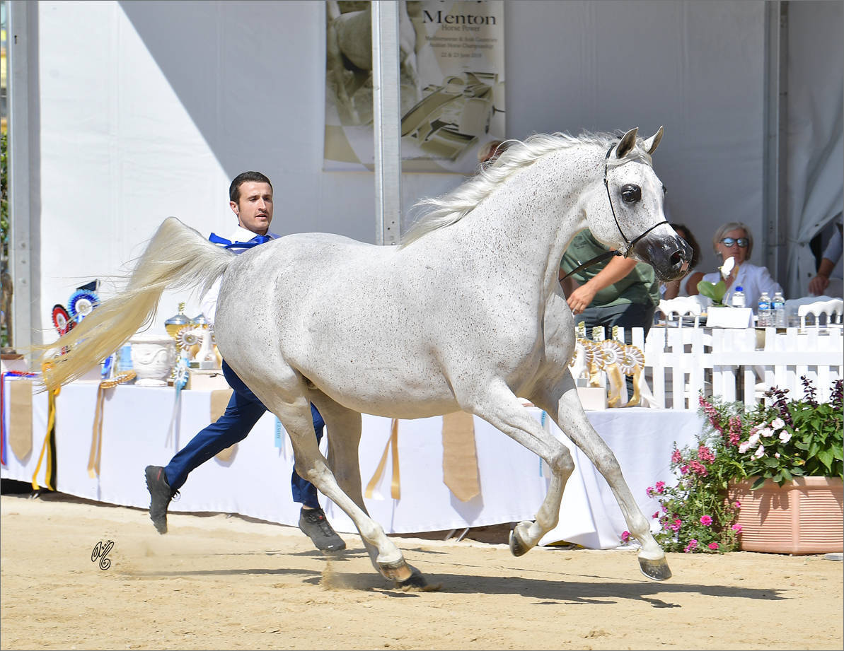 The 2019 Mediterranean & Arab Countries Arabian Horse Championship: MENTON!    