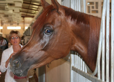 Dubai Day 6 - One of the many beautiful mares of Al Zobair