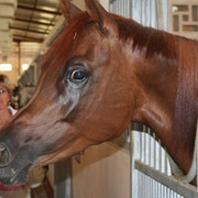Dubai Day 6 - One of the many beautiful mares of Al Zobair