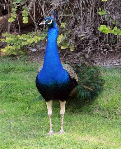 Dubai Day 5 - The Palace Flamingos 