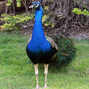 Dubai Day 5 - The Palace Flamingos 