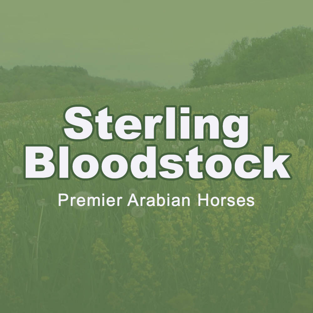 Sterling Bloodstock