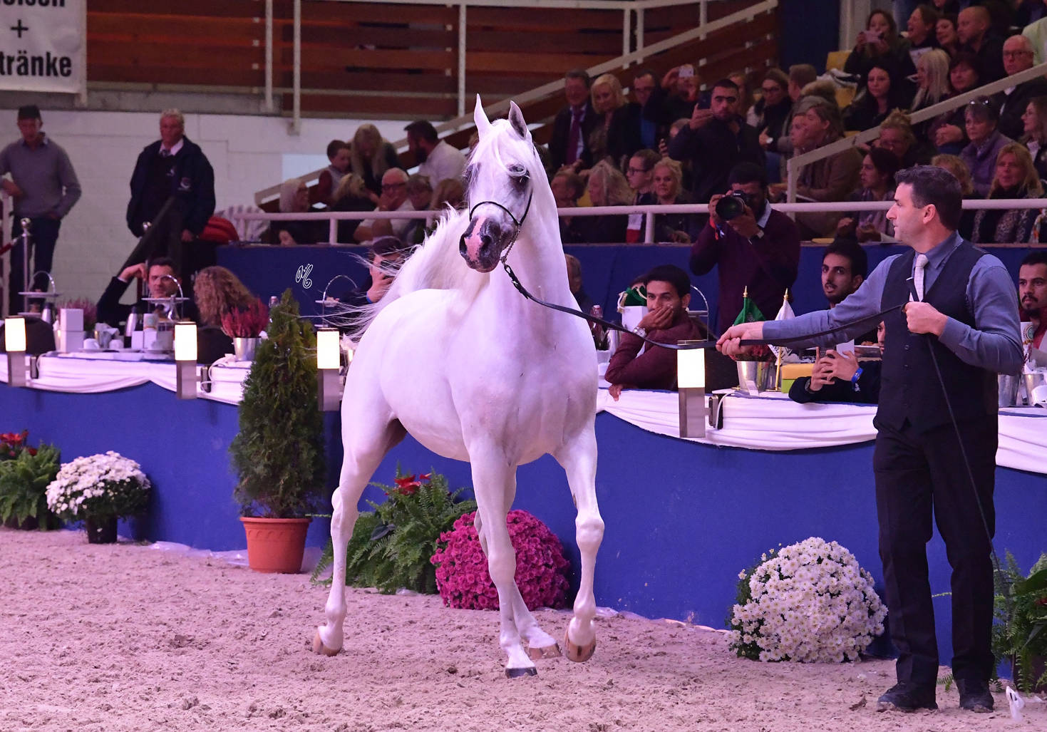 Senior Stallion Gold Champion: Shanghai EA (WH Justice X Salymah EA)