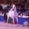 Senior Stallion Gold Champion: Shanghai EA (WH Justice X Salymah EA)