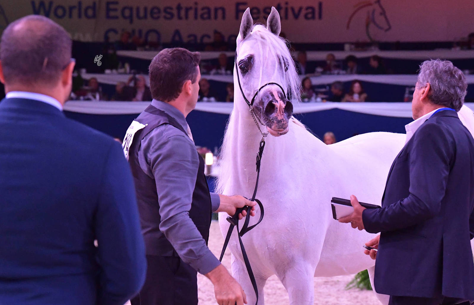 Senior Stallion Gold Champion: Shanghai EA (WH Justice X Salymah EA)